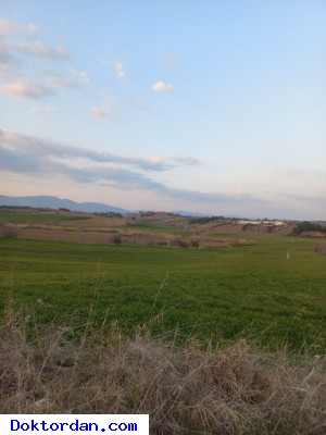 TARLA