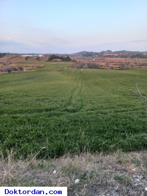 TARLA