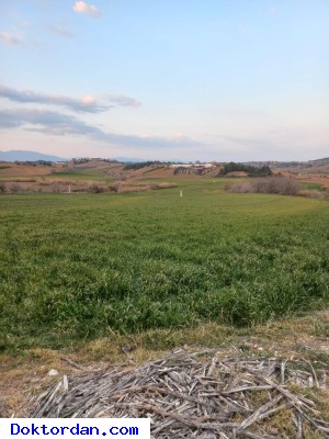 TARLA