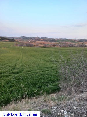 TARLA